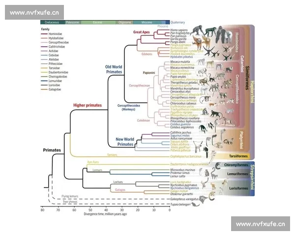 始祖鸟的演化之谜：从古代天空霸主到现代生物学的关键线索